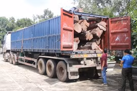 Bắt container chở 20 tấn gỗ không rõ nguồn gốc
