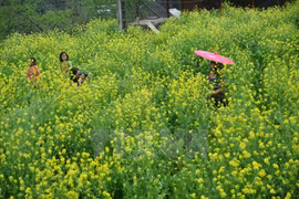 Lên Sa Pa ngắm hoa cải nở vàng bản vùng cao Cát Cát