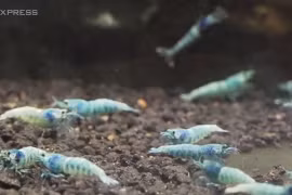 Tép cảnh giá tiền triệu mỗi con