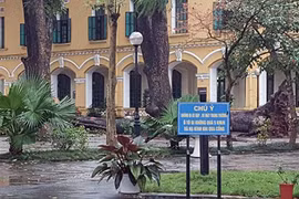 Xà cừ bật gốc trong trường Chu Văn An, 4 học sinh bị thương