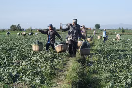 Làm thế nào để có "đầu ra" ổn định cho nông sản?