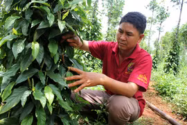 Chư Sê: Nhiều hộ dân trồng giống tiêu lạ