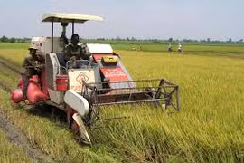 Ia Pa: Diện tích gieo trồng đạt 117,7% kế hoạch