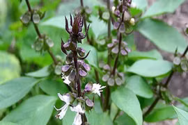 5 loại thảo mộc giúp hạ huyết áp an toàn và nhanh chóng