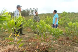 Buông lỏng quản lý, hơn 2 ngàn ha đất rừng bị lấn chiếm