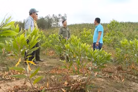 Buông lỏng quản lý, hơn 2 ngàn ha đất rừng bị lấn chiếm