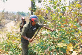 Chủ động phương án phòng cháy, chữa cháy rừng