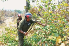 Chủ động phương án phòng cháy, chữa cháy rừng