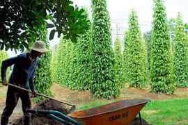 Tiêu Việt sẽ khốn đốn?