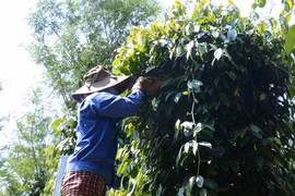 Hiệu quả mô hình Tổ tự quản bảo vệ nông sản