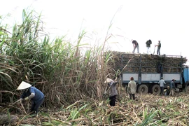 Kbang: Tập trung phòng-chống cháy mía