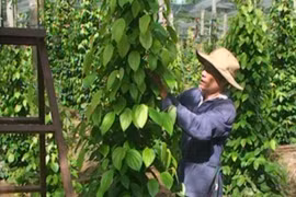 Đồng hành cùng nhà nông