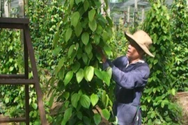 Đồng hành cùng nhà nông