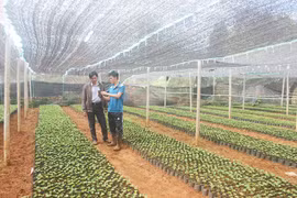 Đak Đoa: Chủ động cây giống tái canh cà phê