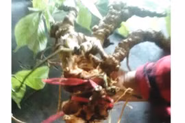 4 nghi can trộm 500 gốc sâm Ngọc Linh bị bắt