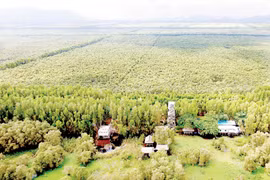 Rừng tràm Trà Sư