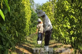 Xuất khẩu hồ tiêu giảm cả về lượng và giá trị