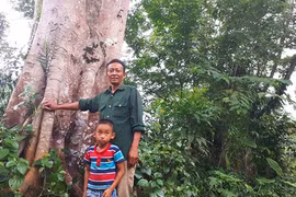 Trả nợ rừng xanh