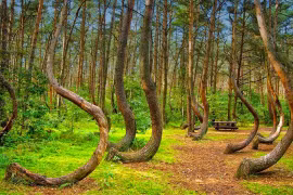 Bí ẩn về khu rừng có hàng trăm gốc cây bị uốn cong