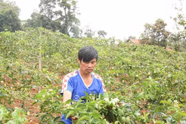 NH Chính sách Xã hội huyện Kbang đồng hành với người nghèo