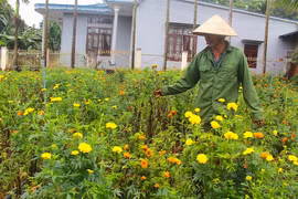 TP. Pleiku: Người trồng rau rầu rĩ vì mưa