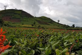 Chư Đăng Ya yêu kiều trong sắc đỏ của hoa dong riềng