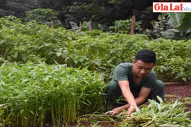 Gia Lai: Bộ đội Biên phòng tích cực tăng gia sản xuất