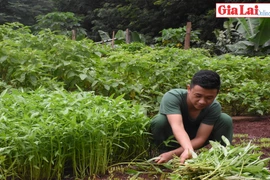 Gia Lai: Bộ đội Biên phòng tích cực tăng gia sản xuất