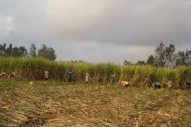 Nhiều nhà máy đường nợ nông dân hàng trăm tỷ đồng