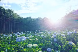 8 điều không thể bỏ qua ở Đà Lạt khi đi chơi 2/9