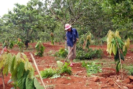 Đak Đoa chú trọng phát triển cây ăn quả và cây dược liệu