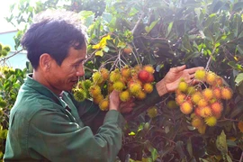 Gia Lai: Thu bạc tỷ từ cây ăn quả