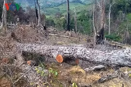 Doanh nghiệp không thể bảo vệ, tỉnh Đắk Lắk vẫn tiếp tục giao rừng