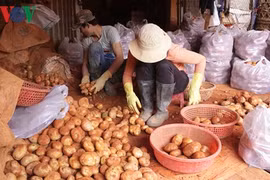 Chi hơn 1 tỷ đồng chống mạo danh thương hiệu khoai tây Đà Lạt