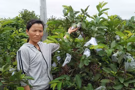 Chư Sê: Trồng ổi sạch cho thu nhập khá