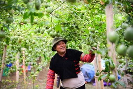 Một mình một ngựa lên núi làm vườn treo "ngọc xanh" tiền tỷ