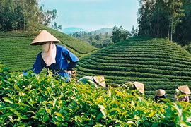 Giá chè Việt Nam xuất khẩu chỉ bằng 60-70% giá chè thế giới