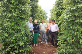 Hợp tác xã Nông nghiệp-Dịch vụ Ia Ring:Sản xuất hồ tiêu an toàn,bền vững