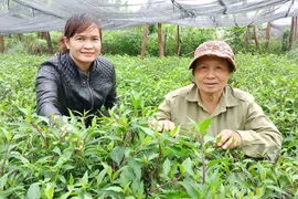 "Sống khỏe" nhờ rau rừng