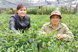 "Sống khỏe" nhờ rau rừng