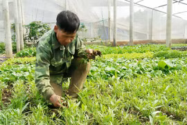 Phú Thiện: Hiệu quả từ rau trồng trong nhà lưới khép kín