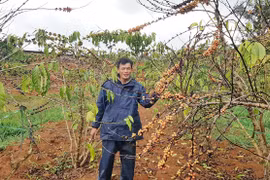 Hoa màu chết hàng loạt vì bị doanh nghiệp cản trở dòng chảy