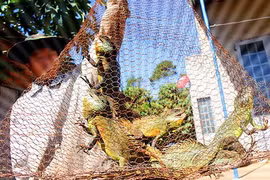 "Mục sở thị" cảnh săn rồng đất trong đêm đen như mực ở Tây Nguyên