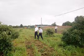 Xen canh trong vườn cà phê: Cần tuân thủ quy trình kỹ thuật