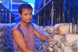 Lê Tấn Đạt: Kỹ sư cơ khí mê trồng nấm