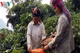 Giá cà phê sẽ tiếp tục giảm từ nay tới cuối năm