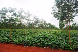 Gỡ khó cho doanh nghiệp trồng cao su
