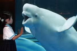 Tan chảy trước loạt ảnh về "nụ cười" đáng yêu của các loài động vật