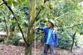 'Cứu' người trồng bơ, sầu riêng bằng cách phát triển theo chuỗi