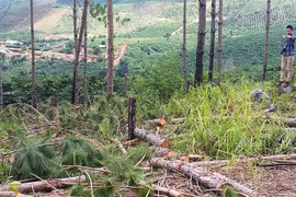 Mất trắng cả ngàn hecta khi giao rừng cho các doanh nghiệp